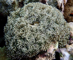 Euphyllia glabrescens