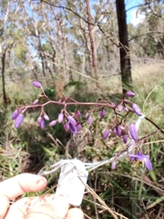 Dianella caerulea