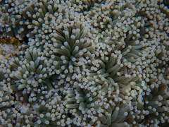 Euphyllia glabrescens
