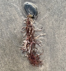 Rhodophyta