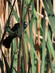 Amblyospiza albifrons
