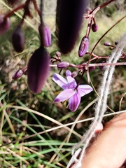 Dianella caerulea