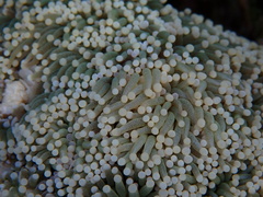 Euphyllia glabrescens