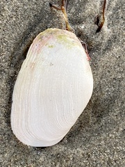 Platyodon cancellatus