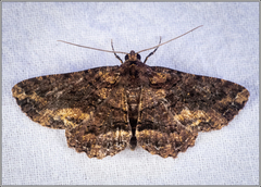 Paradromulia ambigua