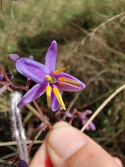 Dianella caerulea