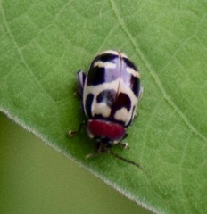 Alagoasa decemguttata