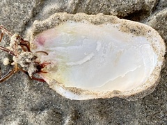 Platyodon cancellatus