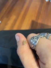 Opisthoncus parcedentatus