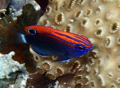 Pomacentrus bankanensis