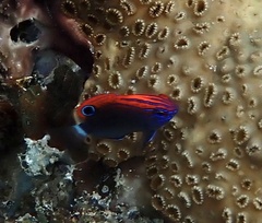 Pomacentrus bankanensis