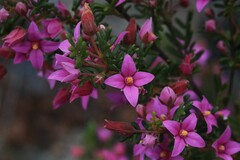 Boronia amabilis