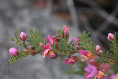 Boronia amabilis