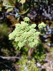 Angelica morrisonicola