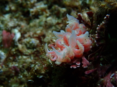Phyllodesmium poindimiei