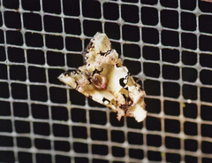 Heterochroma hypatia