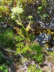 Angelica morrisonicola
