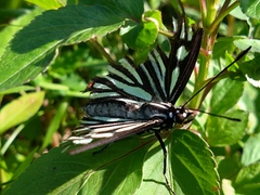 Hestina assimilis formosana