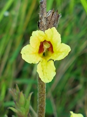 Centranthera cochinchinensis
