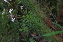 Stylidium laricifolium
