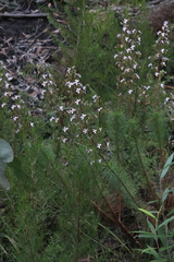 Stylidium laricifolium