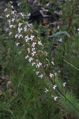 Stylidium laricifolium