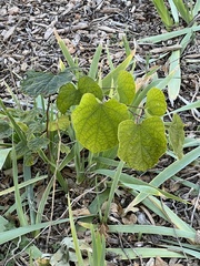 Cercis canadensis