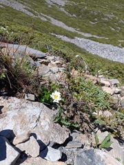 Aster takasagomontanus