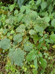 Urtica thunbergiana