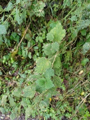 Urtica thunbergiana