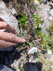 Aster takasagomontanus