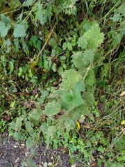 Urtica thunbergiana