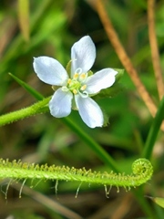 Drosera finlaysoniana