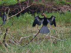 Anhinga melanogaster