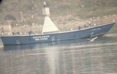 Chroicocephalus ridibundus