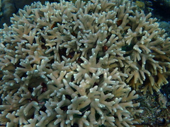 Porites cylindrica