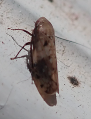 Menosoma cinctum