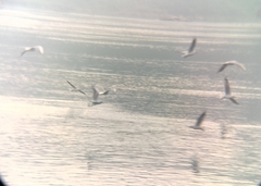 Chroicocephalus ridibundus