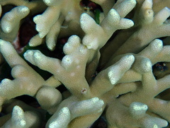 Porites cylindrica