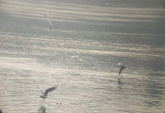 Chroicocephalus ridibundus