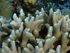 Porites cylindrica