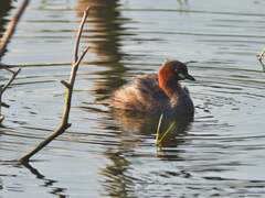 Tachybaptus ruficollis