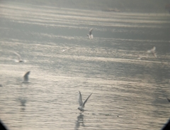 Chroicocephalus ridibundus