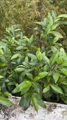 Ficus virgata