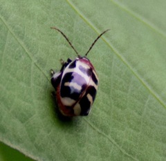 Alagoasa decemguttata