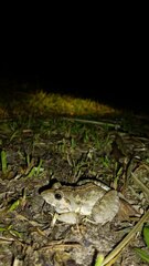 Fejervarya limnocharis