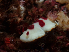 Goniobranchus splendidus