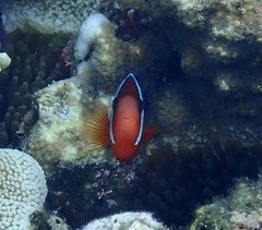 Amphiprion melanopus