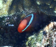Amphiprion melanopus