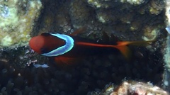 Amphiprion melanopus